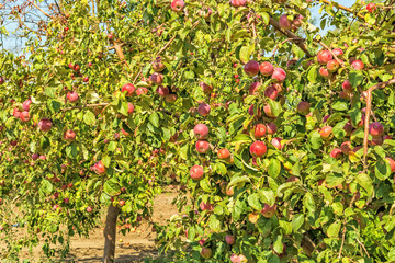 Apple trees with ripe fruits in the garden
