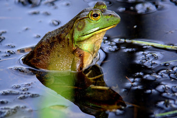Bull frog in the New Hampshire swamp