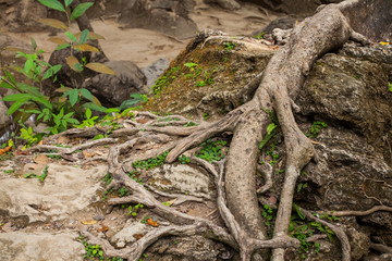 Amazing Chaos Tree Roots