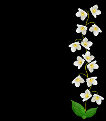 Obraz premium branch of jasmine flowers isolated on black background. spring
