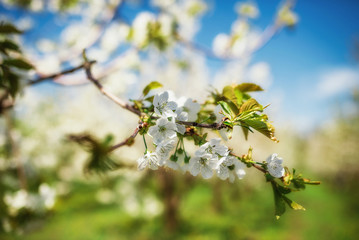 Cherry tree in bloom