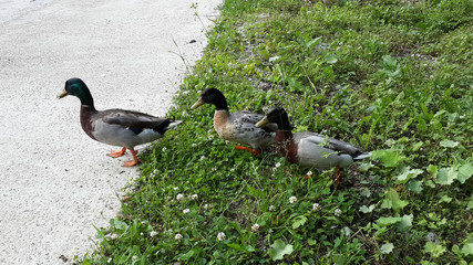 Fototapeta premium Funny ducks cross the road