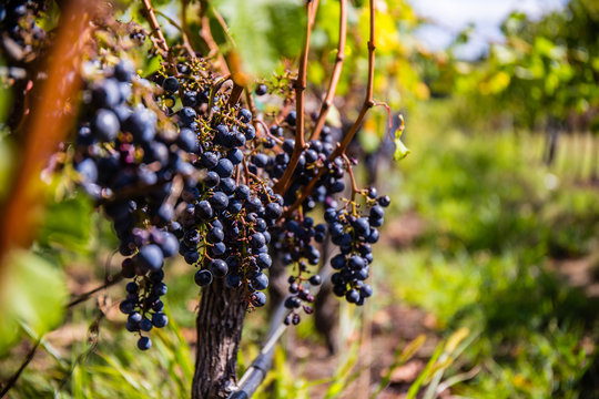 Grapes For Red Wine Hanging On The Vine At A Long Island Vineyard.