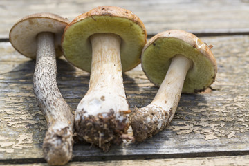 Boletus edulis and birch bolete mushrooms on wooden table close up