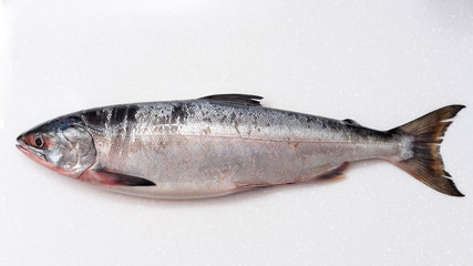 Salmon fishs on white background