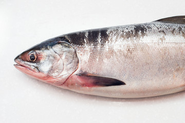 Salmon fishs on white background