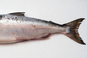 Salmon fishs on white background
