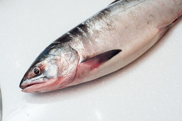 Salmon fishs on white background