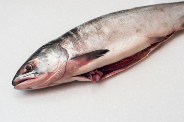 Salmon fishs on white background