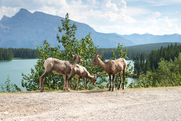 family of wild bighorn sheep grazing by Two Jack lakeside in Banff, AB, Canada. taken in July, 2014.