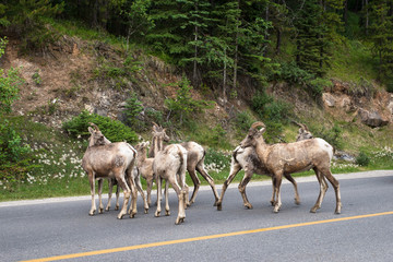 Naklejka na ściany i meble a group of young bighorn sheep crossing on highway in Banff, AB, Canada. taken in July, 2014