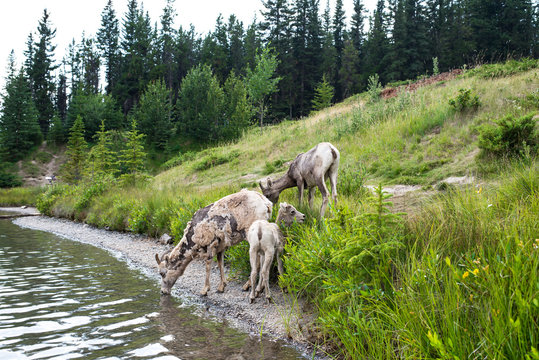 herd of young bighorn sheep drinking water by lake in Banff, AB, Canada. Taken in July, 2014.