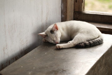 white asian kitty sleeping inside