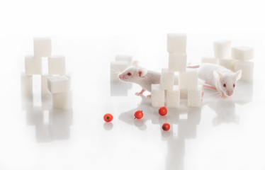 two white laboratory mice among sugar cubes,  diabetes concept