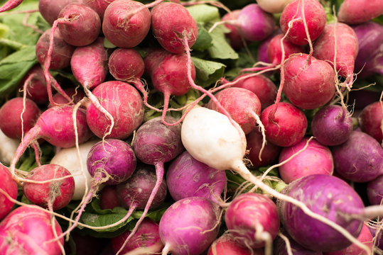 freshly harvested, organic radishes in red, purple, white colors at farmers market