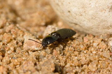 the black beetle