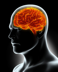Obraz premium Human Internal Organic - Brain.