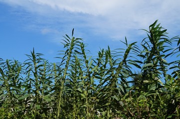 Obraz premium ごま畑と夏空