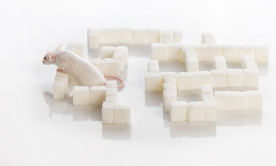 white laboratory mouse in a maze of sugar cubes, diabetes concep