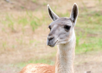 portrait of a llama with brown and some green grass in background