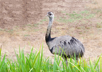 emu walking behind tall grass, brown dead landscape behind