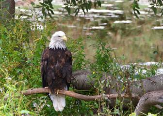 American bald eagle perched on a branch near the ground looking to viewers right, light reflecting off water in the background.