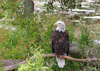 American bald eagle perched on a branch near the ground looking to viewers left, light reflecting off water in the background.