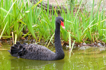 Obraz premium black swan swimming in murky green water, green grass in background along waters edge with brown grass dying behind
