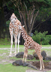 Obraz premium Mother giraffe with standing facing he,r green grass rocks and trees in background, portrait vertical view