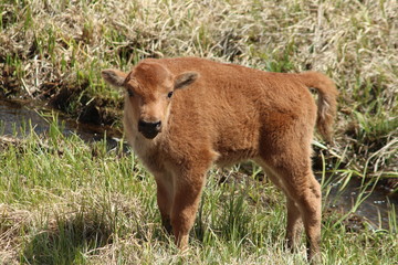 Naklejka premium Bison Calf in Yellowstone National Park