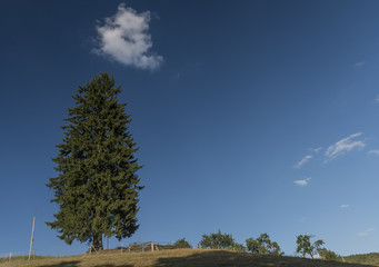 Obraz premium Summer day with spruce tree