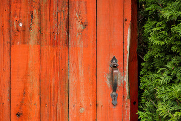 Old, Red, Wooden Door with Vintage Knob or Handle in focus. Evergreen standing beside the door