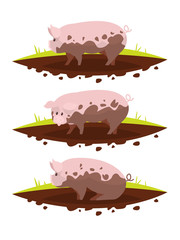 Set pig in a puddle of mud. Vector illustration