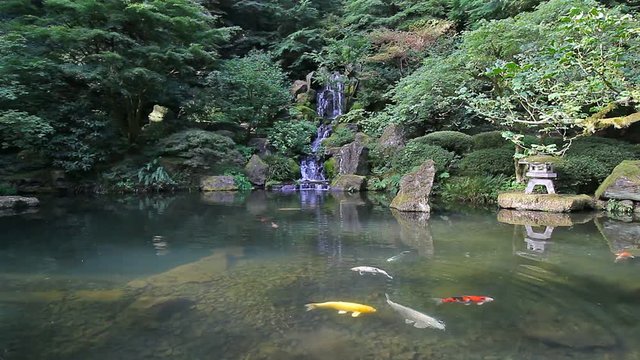 High definition 1080p movie of colorful Koi fish swimming in a pond with water reflection in Japanese garden 1920x1080