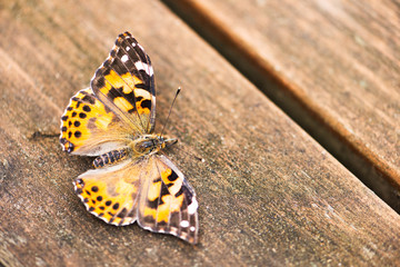 close up of a beautiful orange color butterfly, resting on the hardwood floor in a patio