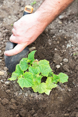 male hand seedling young organic cucumber plant in his backyard home garden, vertical composition