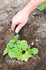 male hand seedling young organic cucumber plant with a shovel in his backyard home garden, vertical composition