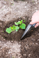 male hand shoveling the soil and seedling young organic cucumber plant in his backyard home garden, vertical composition