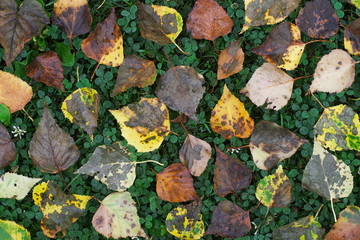 シラカバの落ち葉