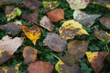 シラカバの落ち葉