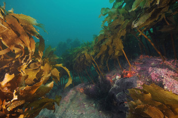 Fototapeta na wymiar Grey sponge under brown stalked kelp Ecklonia radiata in Pacific ocean.