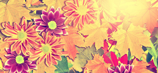 abstract background of autumn leaves