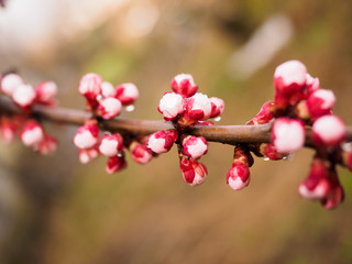 Plum blossom