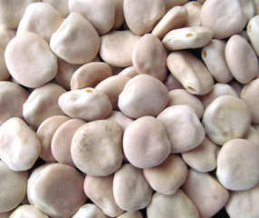 Lupini beans from close
