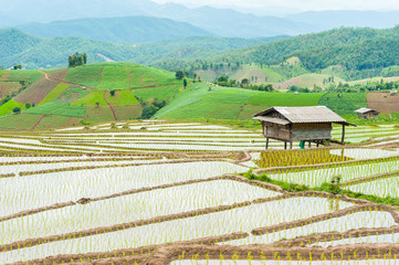 Hut and rice field in nature with blue sky.
Terraced rice field and hut on Mountain in nature, Chaing Mai, Thailand.
Fresh terrace rice field over the mountain range and beautiful sunset.