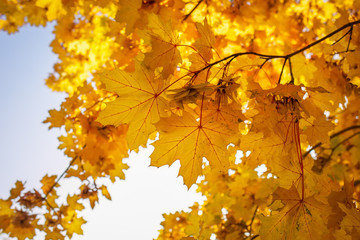 Beautiful yellow red colorful autumn maple leaves