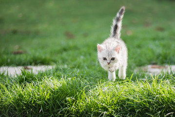 Cute American short hair kitten jumping