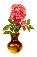 red rose flower in a brown vase
