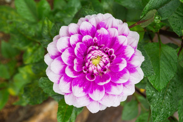 Obraz premium Pink Chrysanthemum Flower with leaves. Macro Closeup