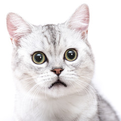 Close up of American short hair cat